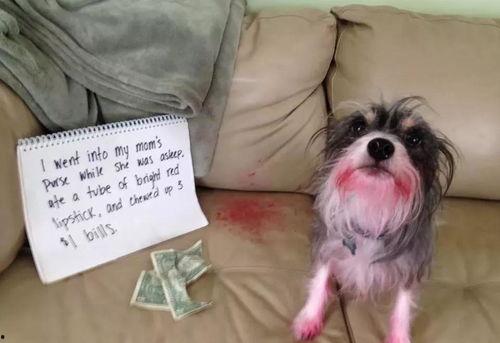 雪可爱爆料陈死狗视频大全,雪可爱揭露陈死狗视频真相大盘点